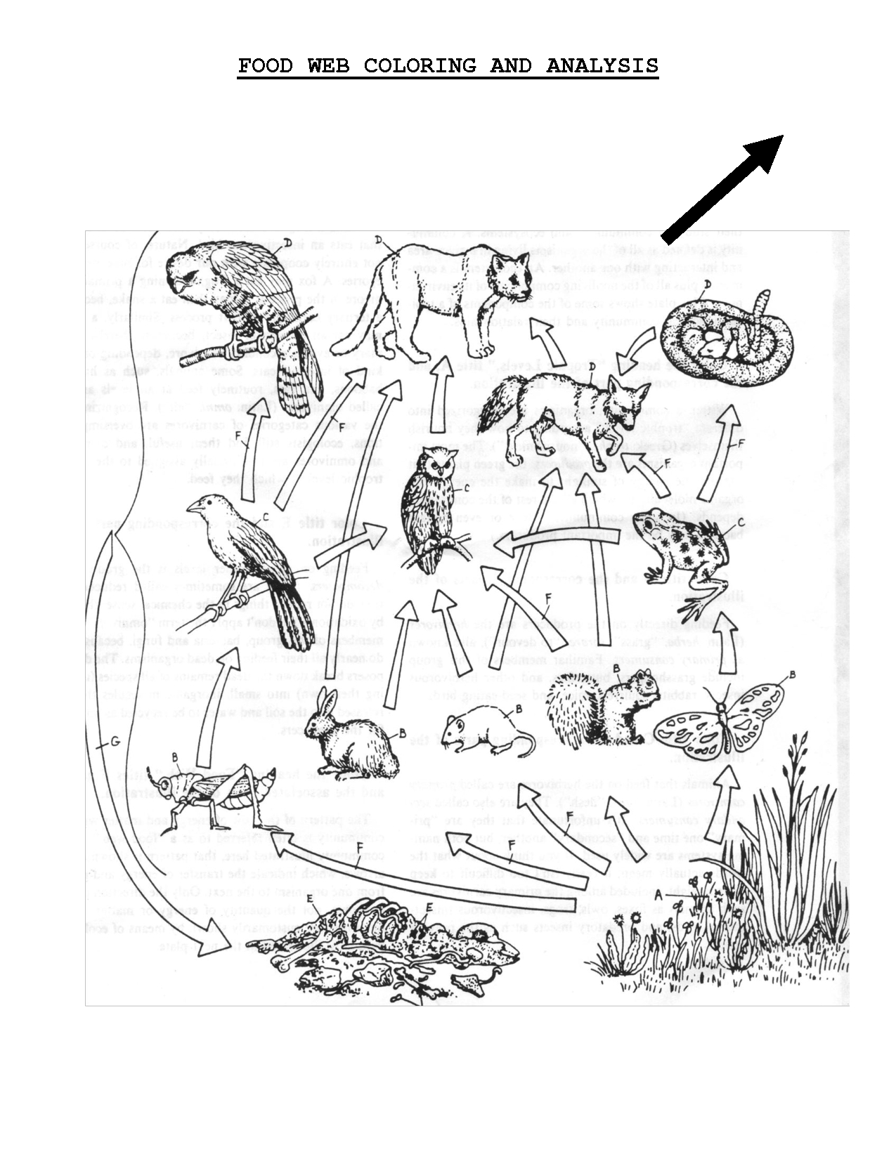 Food Web Coloring Sheet | Scope Of Work Template | Teach Throughout Blank Food Web Template