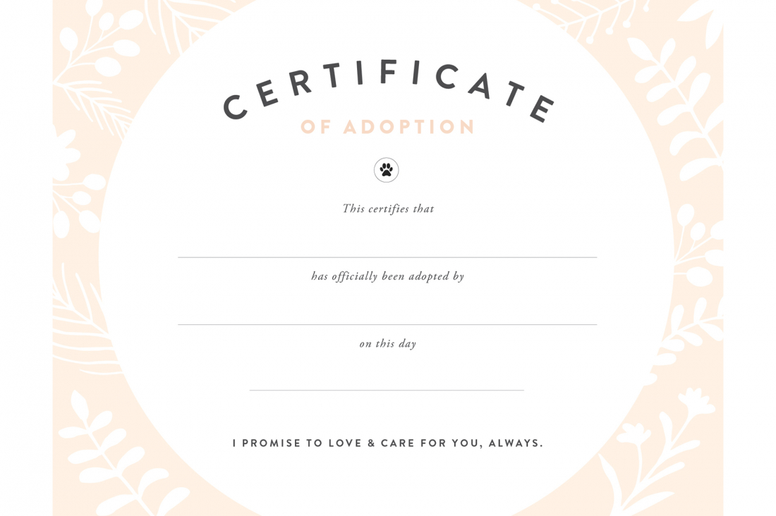 Pretty Fluffy Inside Toy Adoption Certificate Template